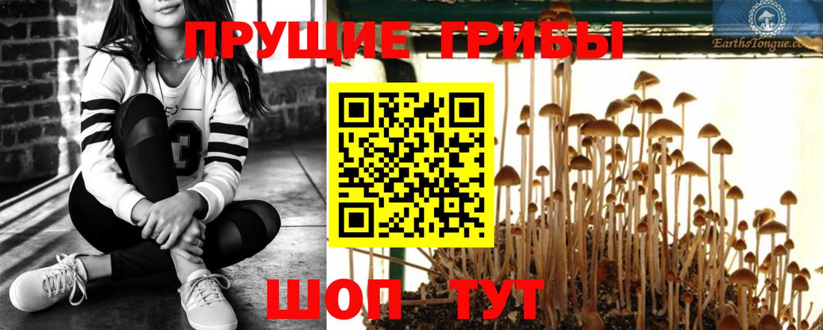 Псилоцибиновые грибы Psilocybine cubensis Касимов
